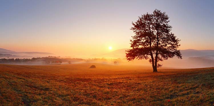 a lone tree in meadow at sunset
